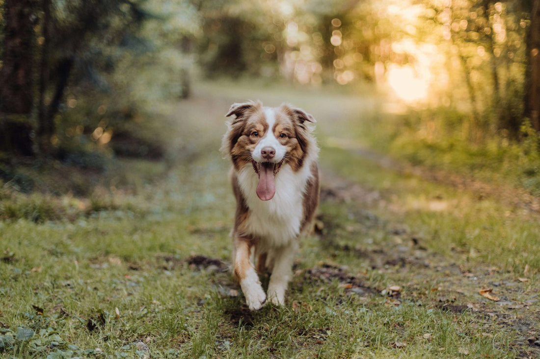 Grooming Tips for Dogs That Make Life Easier - JoPets