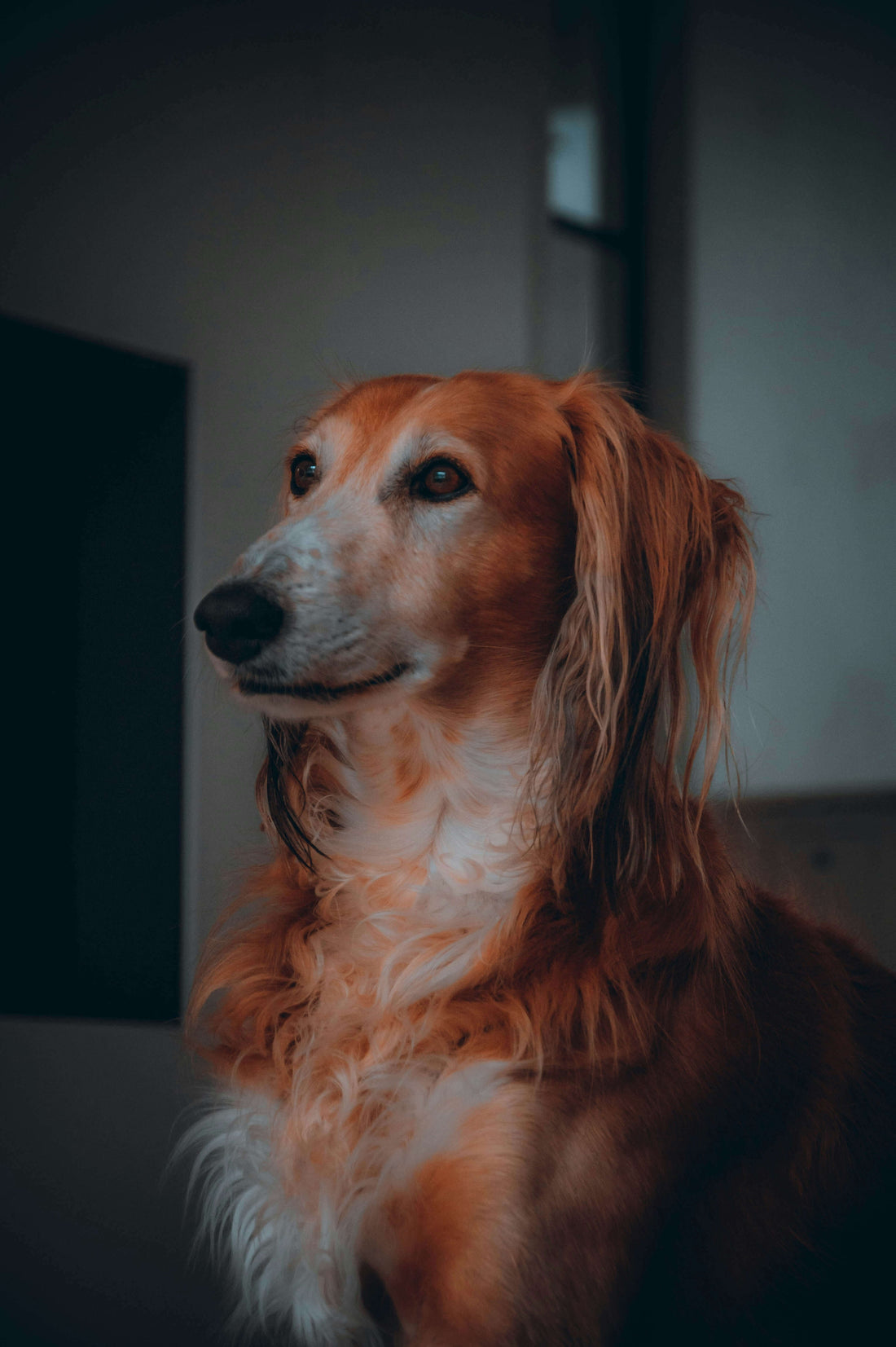 The Complete Guide to Dog Coat Types and How to Groom Them Like a Pro - JoPets